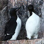 Guillemot de Brünnich