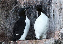 Thick-billed Murre