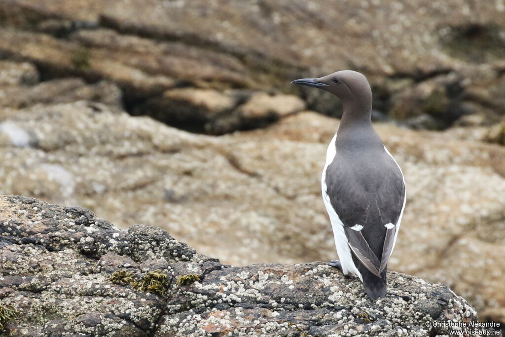 Guillemot de Troïladulte nuptial