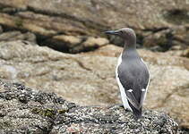 Guillemot de Troïl