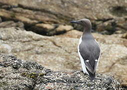 Common Murre