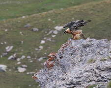 Bearded Vulture