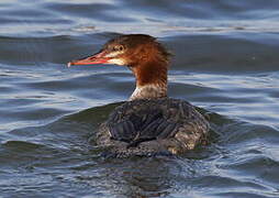 Common Merganser