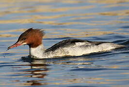 Common Merganser