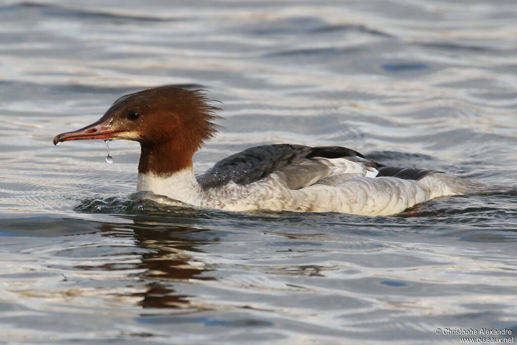 Common Merganser female