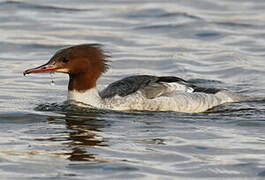 Common Merganser