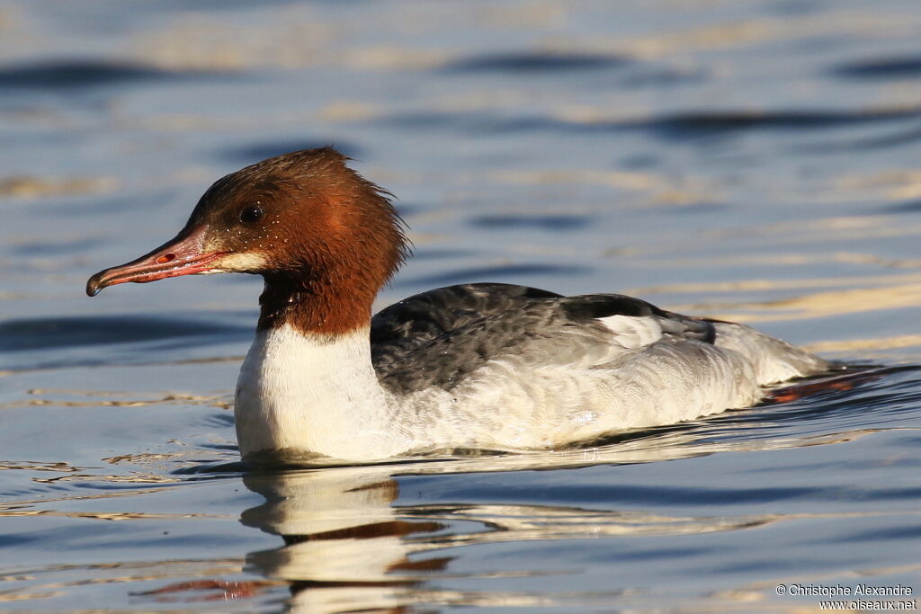 Common Merganser female