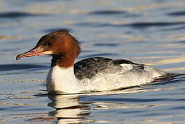 Common Merganser