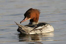 Common Merganser