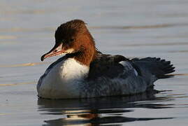 Common Merganser