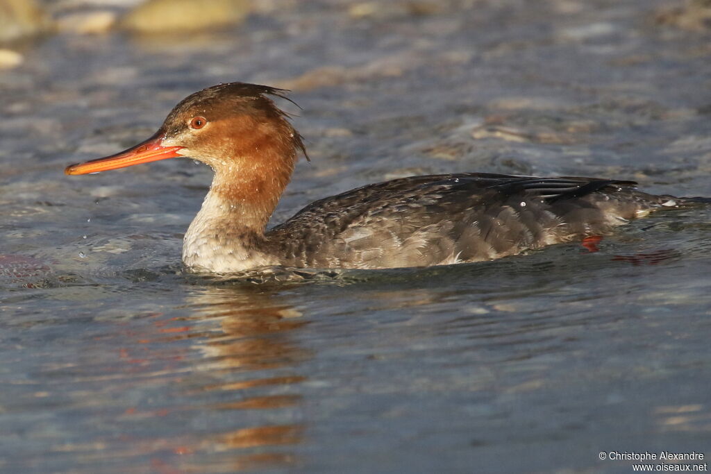 Red-breasted Merganser female adult post breeding