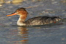 Red-breasted Merganser