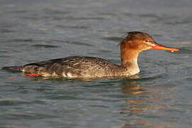 Red-breasted Merganser