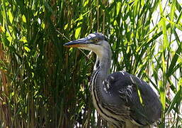 Grey Heron