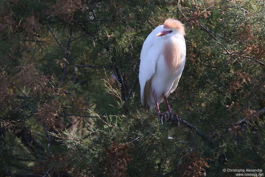 Western Cattle Egretadult breeding