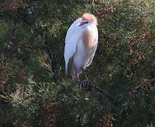 Western Cattle Egret