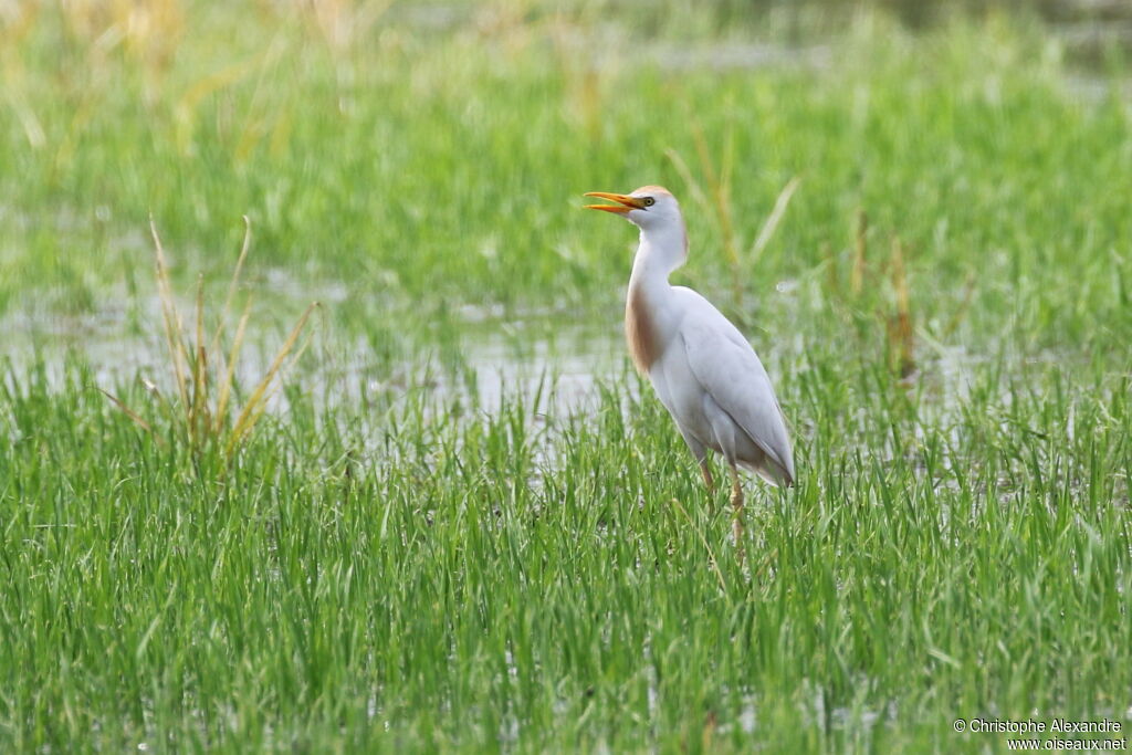 Western Cattle Egretadult