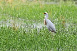 Western Cattle Egret