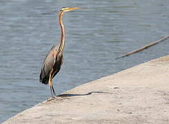 Purple Heron