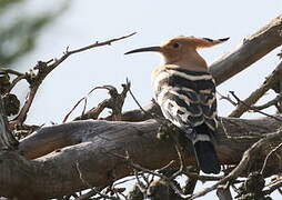 Eurasian Hoopoe