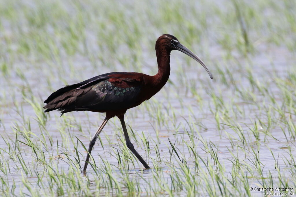 Ibis falcinelleadulte