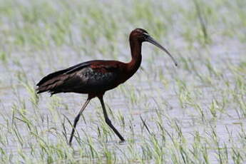 Ibis falcinelle