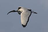 Ibis sacré