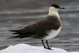 Parasitic Jaeger