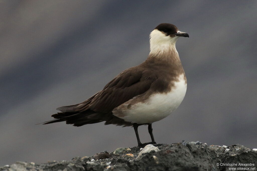 Parasitic Jaegeradult