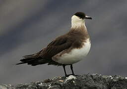 Parasitic Jaeger