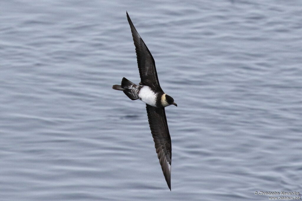 Pomarine Jaegeradult