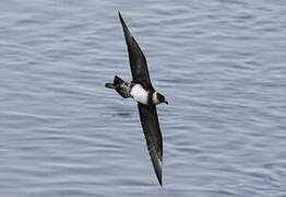 Pomarine Jaeger