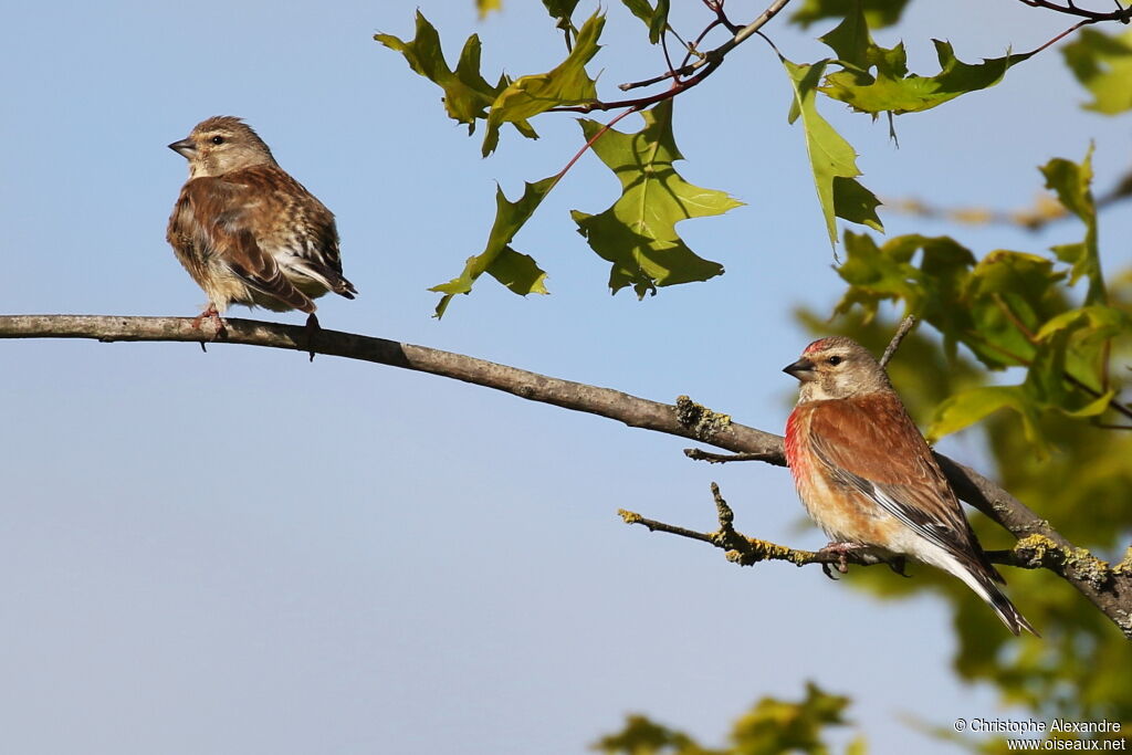 Linotte mélodieuseadulte