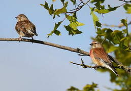 Common Linnet