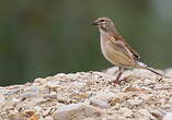 Linotte mélodieuse