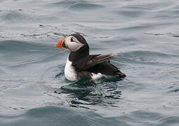 Atlantic Puffin