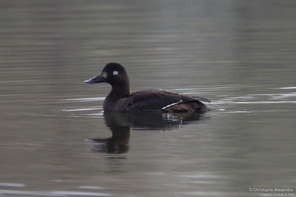 Macreuse brune femelle