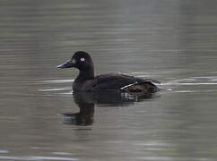 Velvet Scoter