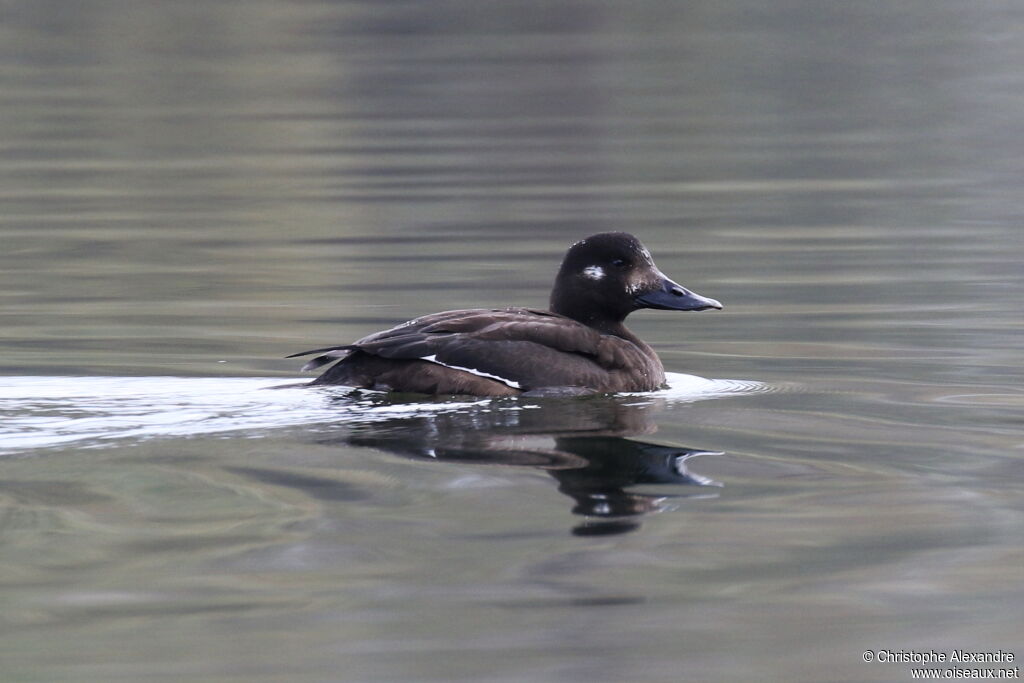 Macreuse brune femelle