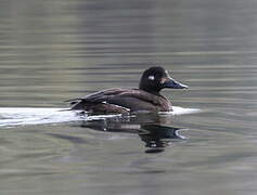 Velvet Scoter