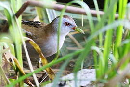 Little Crake