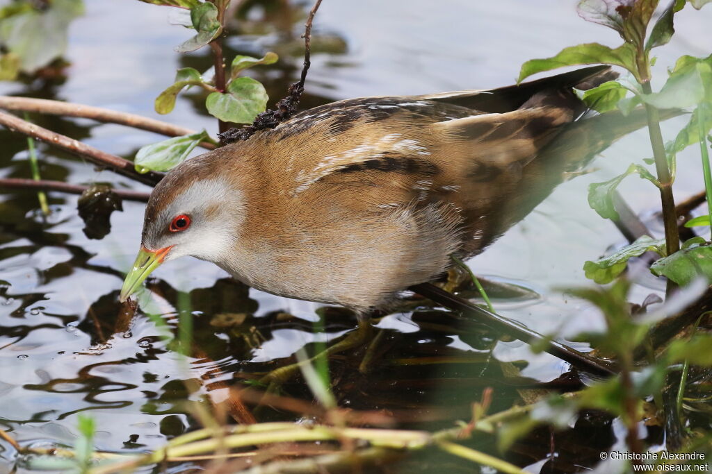 Little Crake female adult