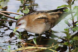 Little Crake