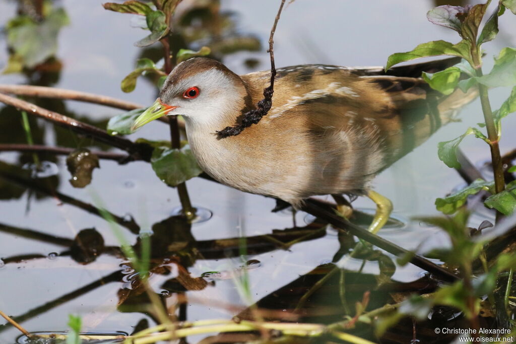 Little Crake female adult