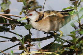 Little Crake