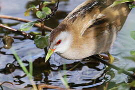 Little Crake