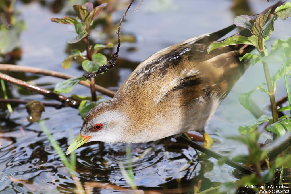 Little Crake female adult