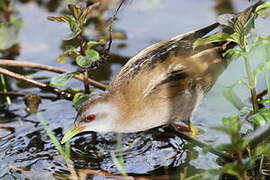 Little Crake