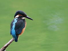 Common Kingfisher