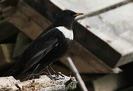 Ring Ouzel